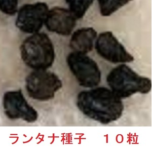 送料込　１１９円★ランタナ★種★種子★１０個★バタフライガーデン★９セットまで同梱可★花期長期★強靭★生育旺盛