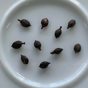 【種子10粒】ソマリア産 Commiphora sp. Eyl（コミフォラ　エイル）（731）