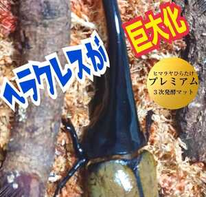 ヘラクレスに抜群！進化した！プレミアム3次発酵カブトマット【300L】特殊アミノ酸3倍配合！トレハロース、キトサン、ローヤルゼリー強化！