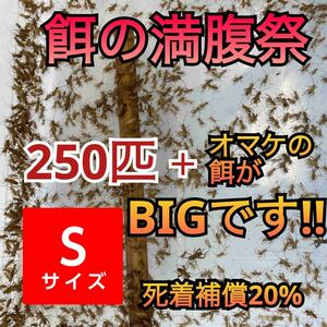 250匹＋死着補償20% オマケの餌がBIGですヨーロッパイエコオロギSサイズ　送料無料