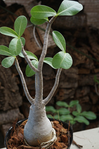 　Adenium arabicum (管理番号：ar25）アデニウム　アラビカム