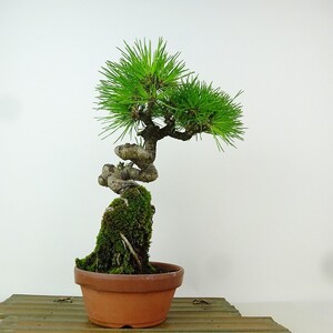 盆栽 松 黒松 樹高 約24cm くろまつ Pinus thunbergii クロマツ 寸松 接ぎ木 マツ科 常緑針葉樹 観賞用 現品