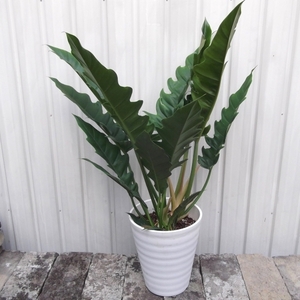 現物出品【フィロデンドロン・ナロー＊Philodendron narrow】７号　