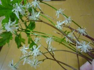 ■山野草■セリバオウレン■７本■庭・鉢植え