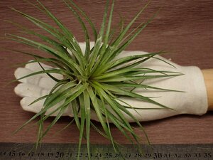 Tillandsia stricta 