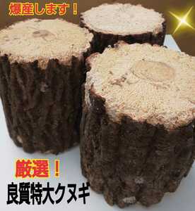 限定販売☆クワガタ産卵木【大サイズ】長径8～14センチ☆硬めを好むオオクワガタの産卵に適してます！太めで産卵数アップします