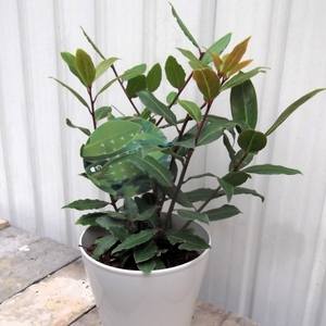 現物出品【月桂樹（ゲッケイジュ）＊Laurus nobilis】５号