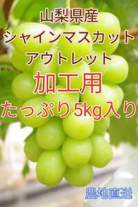 １円スタート！！【加工用　5ｋｇ】　山梨県産　シャインマスカット 　