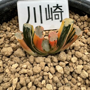 川崎N2305ハオルチア ハオルシア 玉扇錦 赤斑 多肉植物