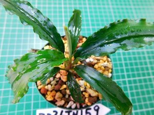 ◎3236TN159　 (自家栽培）水草　ブセファランドラ　Bucephalandra sp.　ジャイアンベルベット①