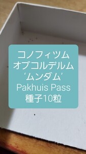 コノフィツム　オブコルデルム　‘ムンダム’, Pakhuis Pass 種子10粒