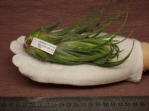 Tillandsia seleriana x T.delicata チランジア・セレリアナｘデリカタ 106★エアプランツAH