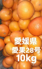 愛媛県産　愛果28号　柑橘　10kg