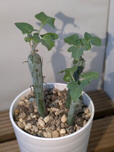 多肉植物　七宝樹（セネシオ）抜き苗