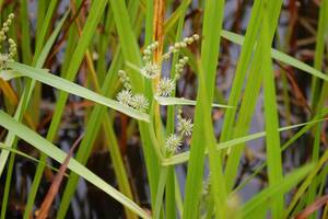 水生植物　ミクリ(種子15粒・第四種郵便送料73円)