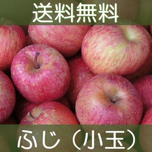 ▲送料無料▲ 福島産りんご サンふじ 家庭用（小玉） 約10～11kg