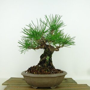 盆栽 松 黒松 樹高 約23cm くろまつ Pinus thunbergii クロマツ 寄せ マツ科 常緑針葉樹 観賞用 現品