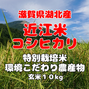 【新米】令和６年産 滋賀県産 近江米コシヒカリ 特別栽培米 減農薬 玄米１０kg 環境こだわり農産物 環境こだわり米【精米・送料無料】③