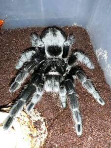 【♀確定】ブラジリアンブラック　Grammostola pulchra タランチュラ　LS12〜13cm程