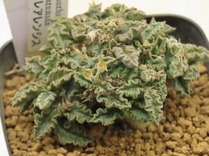 ■[W160]tulearensis トゥレアレンシス　実生苗【多肉植物　Euphorbia　ユーフォルビア】