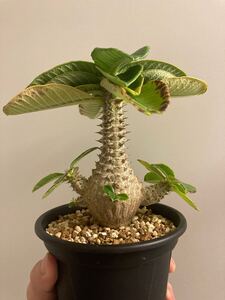 パキポディウム ウィンゾリー 実生 送料無料 美株 塊根植物 Pachypodium グラキリス アンボンゲンセ コーデックス