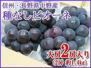 【Good】今季最終！名産地厳選！信州・長野県 中野産 種なしピオーネ 大房2房 約1.4kg