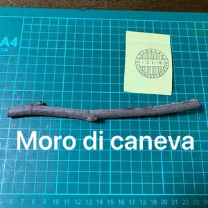 Moro di caneva穂木　 いちじく穂木 イチジク穂木