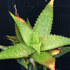 アロエ・マクラータ 群生 Aloe maculata ソープアロエ ∂∂∂