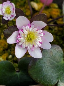 雪割草　妖精咲き　春の宴2芽品