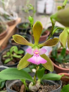 Encyclia bipapularis 洋蘭 原種