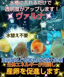 ディスカスの飼育者絶賛！水槽の水が綺麗になります【ヴァルナ8㎝】水替え不要で透明度を抜群に保ちます☆有害物質や病原菌も強力抑制！