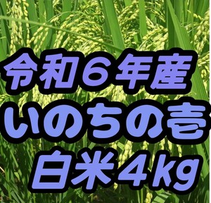 ☆激旨大粒☆極上食味☆いのちの壱☆色彩選別令和6年産白米4Kg☆農家直送☆☆☆☆☆