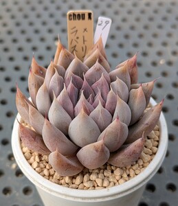 29.ラパス×トリマネンシス 実生苗 エケベリア 国産 多肉 Echeveria