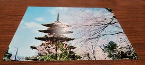 1448　絵葉書　東京　上野公園春の五重塔