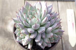 【充実株、3号鉢】エケベリア ミックスベリア 青鬼 Echeveria 