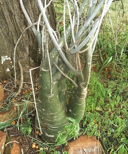 Adenia fruticosa アデニア フルチコーサ 種子 5粒