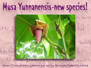 レア！【2007発見】強耐寒ムサ・ユンナネンシスバナナ新鮮種子１０粒　**ц** 　⑪