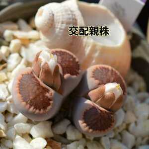 種子２０粒 リトープス 菊章玉 lithops 多肉植物 実生用