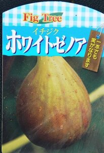 ● 果樹苗 ● イチジク ● ホワイトゼノア ● 6号 ● 1本で実がなる ● 夏秋兼用種 ● Fig Tree ●