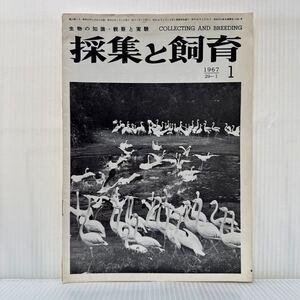 採集と飼育 1967年1月号★行川アイランドのフラミンゴのダンス風景/クセノプス/生物カメラ行脚Ⅵ/生物の知識・観察と実験/動植物