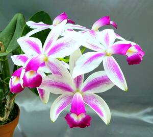 【洋蘭原種】◆◇C.violacea fma. semi-alba flamea 