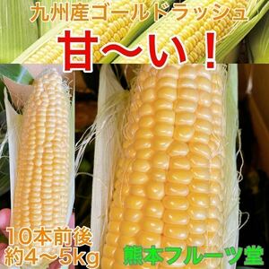 お勧め商品！こちらも生で甘いです！九州産 とうもろこし【ゴールドラッシュ】10本前後セット（約4〜5kg箱込）【秀品】68