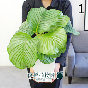 【現品】カラテア・オービフォリア 7号 白角鉢（1）Calathea orbifolia