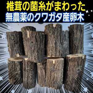 産卵材　クヌギ・ナラ　ニジイロクワガタやコクワなど小型種に最適なサイズです！相場高騰により入手困難！数量限定販売！直径7～10センチ