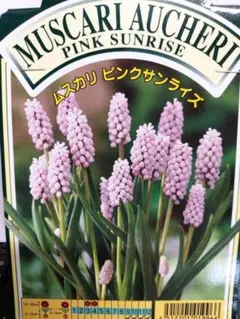 福花園種苗　大人気　可愛い色　ムスカリ　ピンクサンライズ　大球　３球