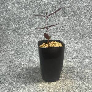 【鉢ごと発送】ペトペンチア ナタレンシス / Petopentia natalensis /【実生】/ 2号鉢 / 【現品】24-7-23-01