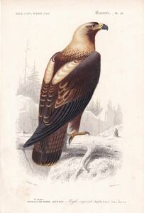 フランスアンティーク 博物画『鳥類76　鷹』 多色刷り石版画