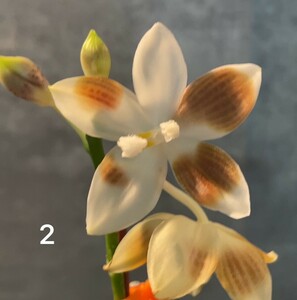 洋蘭　原種 コチョウラン　Phal.tetraspis 実生　No.２ ファレノプシス属テトラスピス