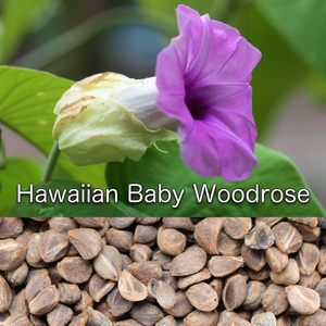 種子250粒 ハワイアンベイビーウッドローズ 無農薬・無消毒 Hawaiian Baby Woodrose Argyreia nervosa アドホグダ ヴィダーラ 朝顔 