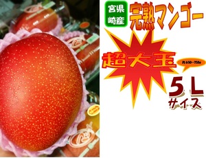 【京の果実屋】限定数量②◆宮崎◆超大玉マンゴー　5L/1個入　600gUP